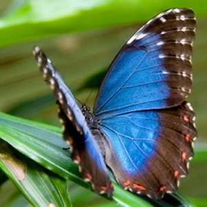 Музей бабочек «Тропический рай»